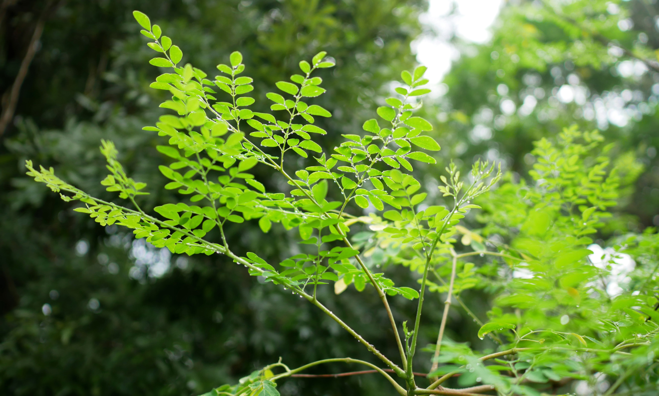 What is Moringa Leaf? - Barnes Naturals